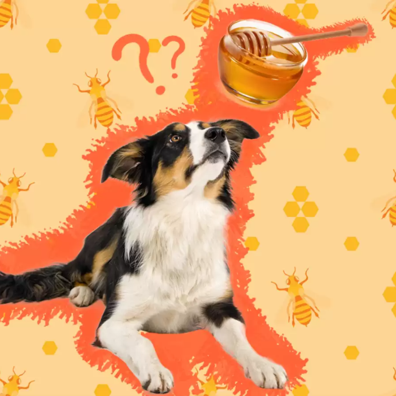 Can Dogs Eat Honey Fortune Honey can-dogs-eat-honey-fortune-honey
